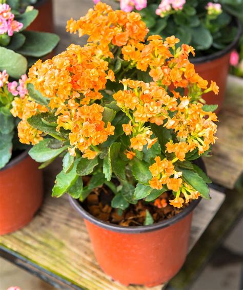 chloe plant|how to maintain kalanchoe plant.